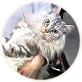 猫ホテル bell
